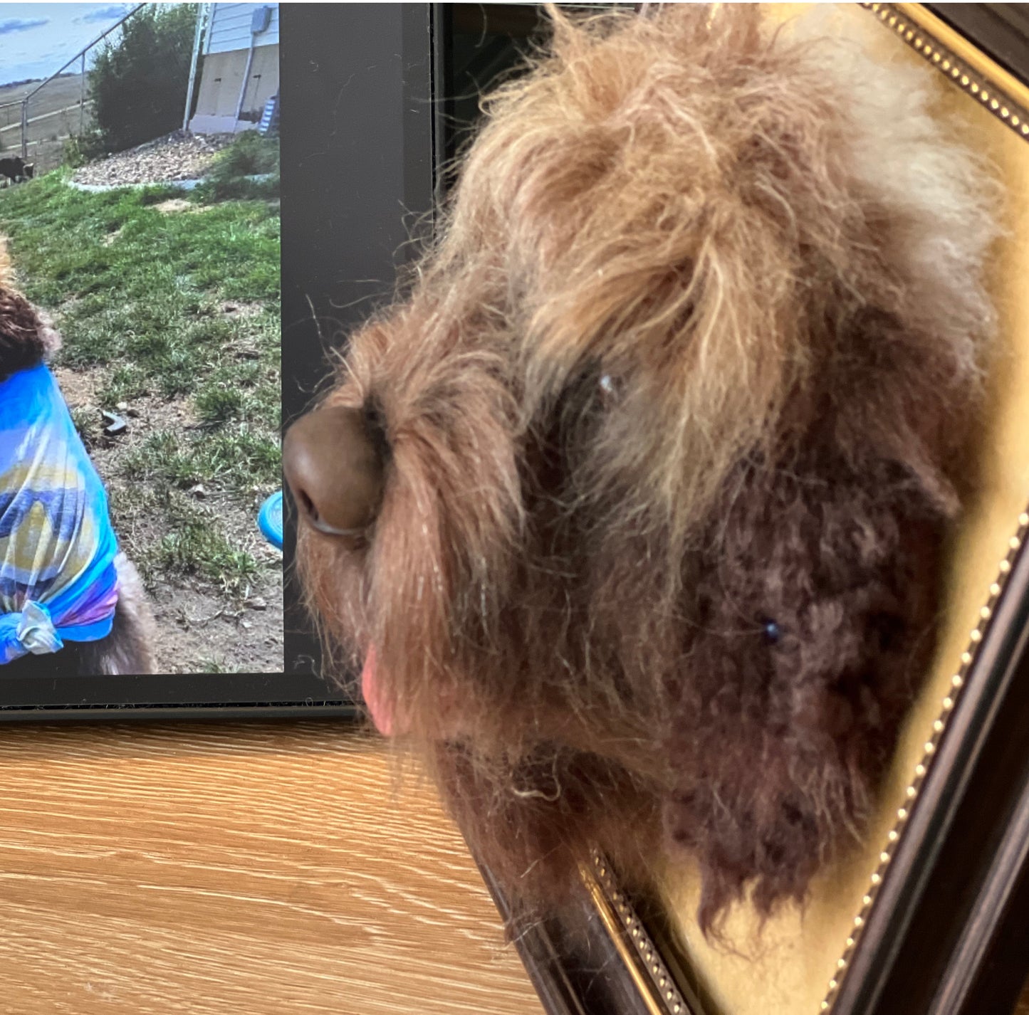 Custom Wool Felt Pet Portrait Frame